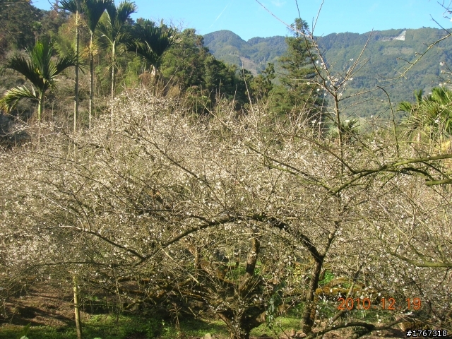 踏雪尋梅~之東埔泡湯行(12/19新增烏松崙梅景!)
