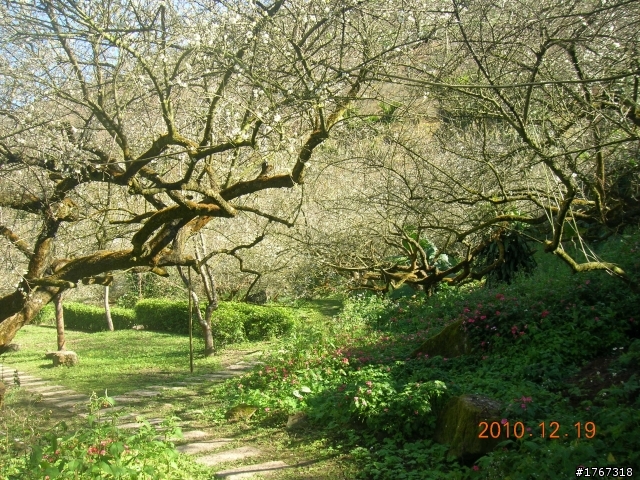 踏雪尋梅~之東埔泡湯行(12/19新增烏松崙梅景!)