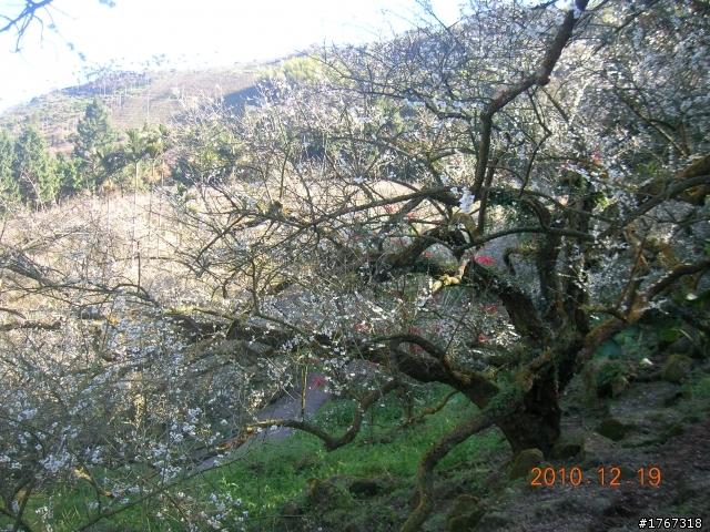 踏雪尋梅~之東埔泡湯行(12/19新增烏松崙梅景!)