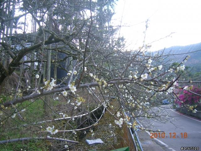 踏雪尋梅~之東埔泡湯行(12/19新增烏松崙梅景!)