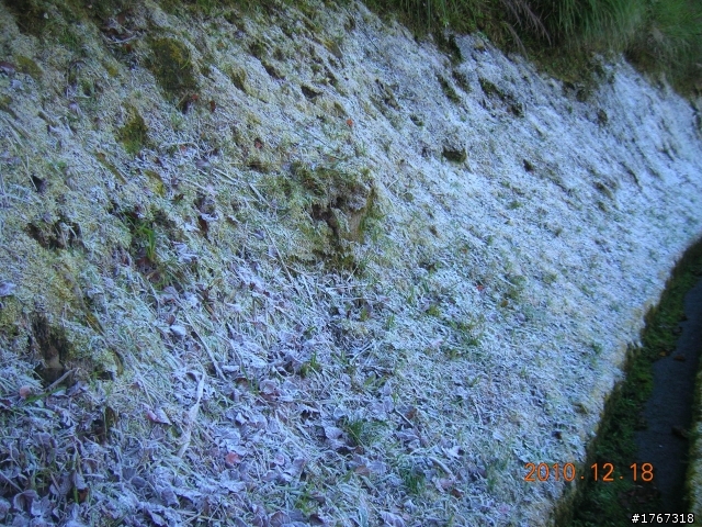 踏雪尋梅~之東埔泡湯行(12/19新增烏松崙梅景!)