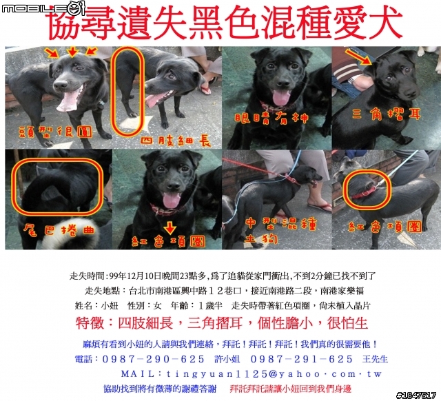 請協助尋找在南港走失黑色愛犬-小妞