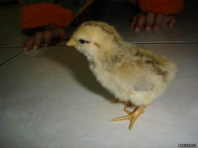 小雞入手飼養..成長 1/26 更新