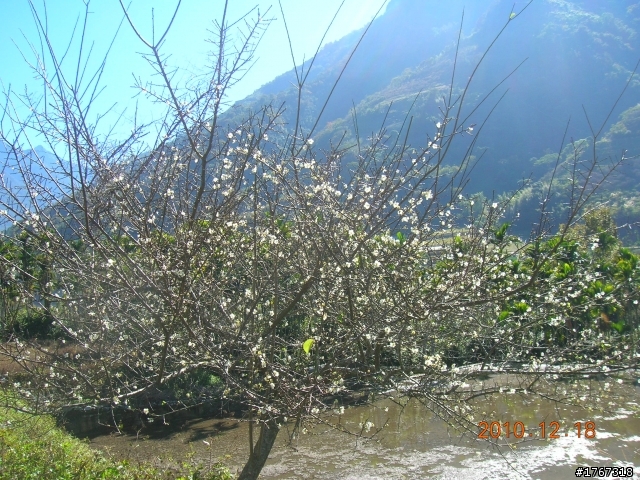 踏雪尋梅~之東埔泡湯行(12/19新增烏松崙梅景!)