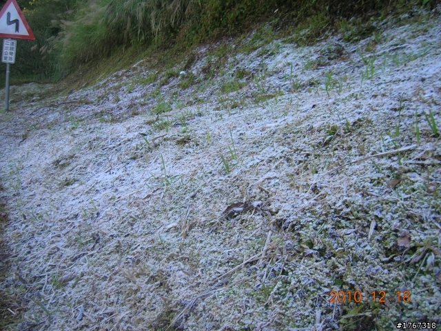 踏雪尋梅~之東埔泡湯行(12/19新增烏松崙梅景!)