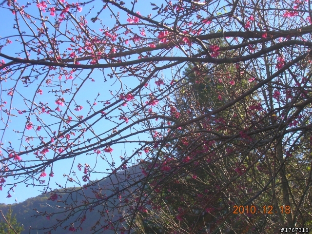 踏雪尋梅~之東埔泡湯行(12/19新增烏松崙梅景!)