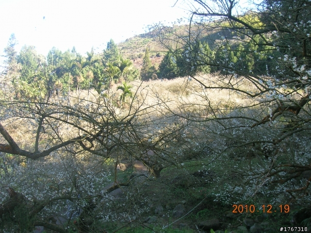 踏雪尋梅~之東埔泡湯行(12/19新增烏松崙梅景!)