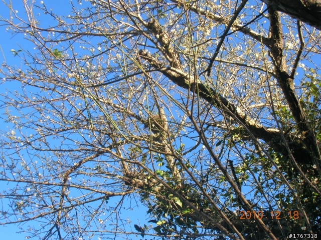 踏雪尋梅~之東埔泡湯行(12/19新增烏松崙梅景!)