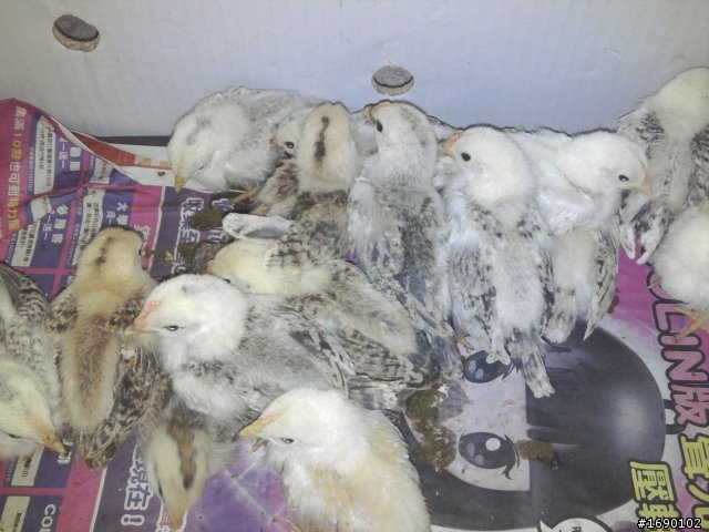 小雞入手飼養..成長 1/26 更新