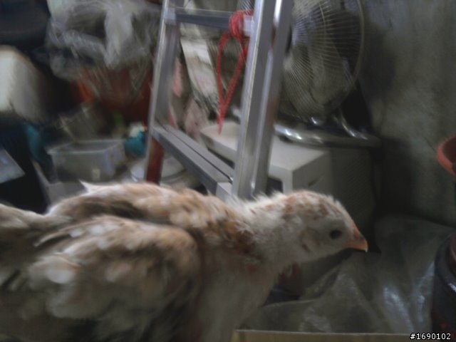 小雞入手飼養..成長 1/26 更新