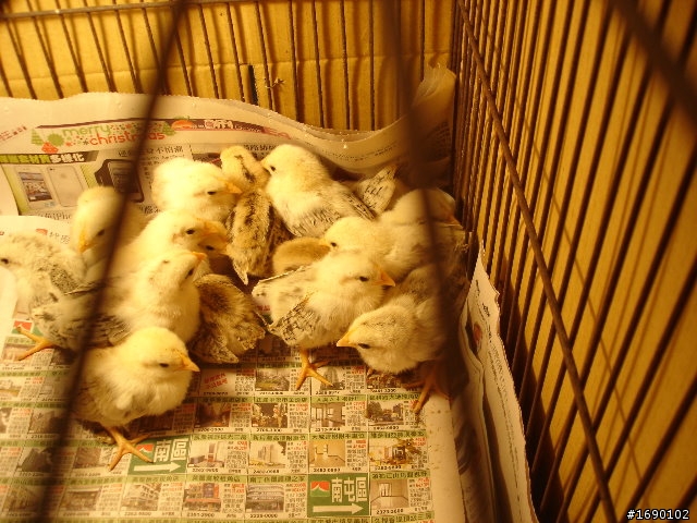 小雞入手飼養..成長 1/26 更新