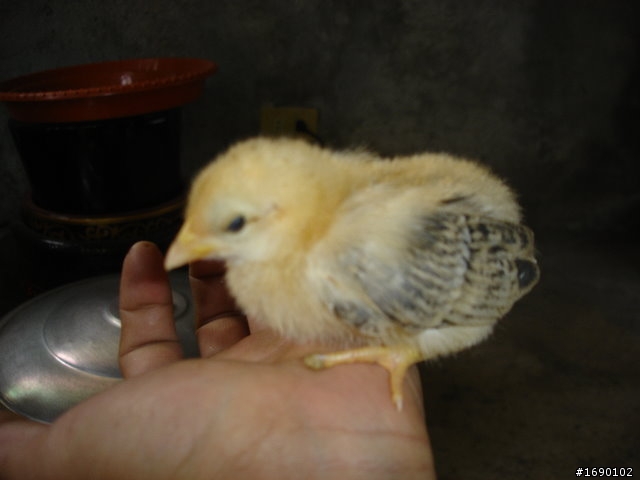 小雞入手飼養..成長 1/26 更新