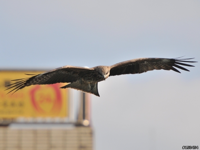 小黑六+AF-S Teleconverter TC-20E III (最新三倍鏡)+D300s 打鳥效果分享