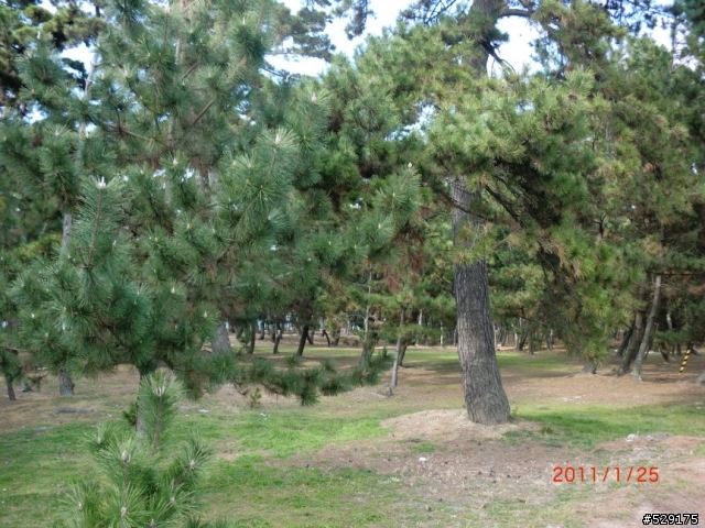 寒冬中的樂事--環日本淡路島二日遊