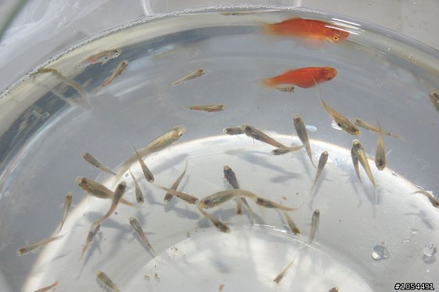 鄉下兒時的回憶...大肚魚,不過是在台中市區抓的