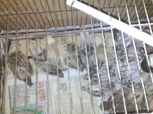 小雞入手飼養..成長 1/26 更新