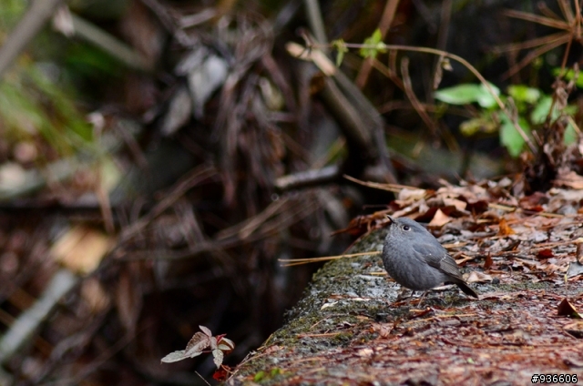 鳥餐廳正熱鬧-D7000打鳥攝、錄影測試