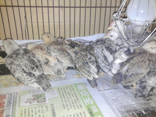 小雞入手飼養..成長 1/26 更新