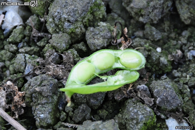 開著Luxgen SUV拾毛豆(並為熱心的農民朋友作播秧機、毛豆採收機開箱文)