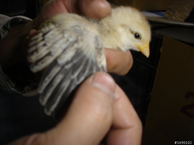 小雞入手飼養..成長 1/26 更新