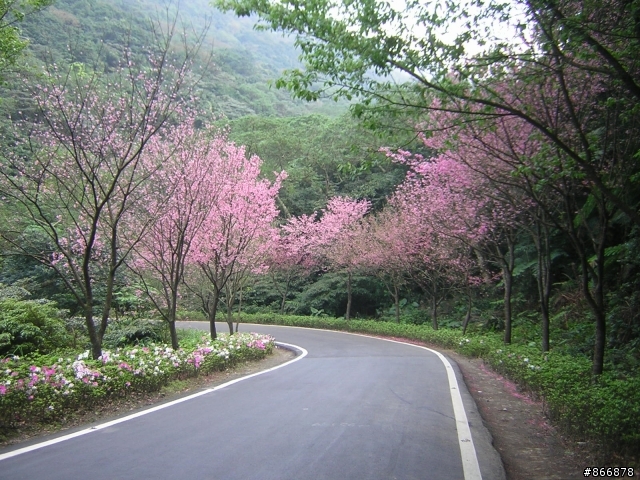 2011 三芝鄉櫻花之旅+石門情人廟求姻緣