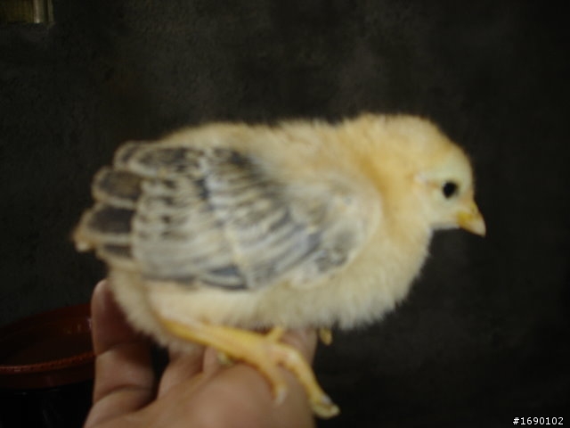 小雞入手飼養..成長 1/26 更新