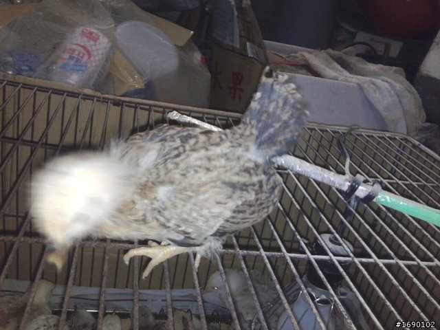 小雞入手飼養..成長 1/26 更新