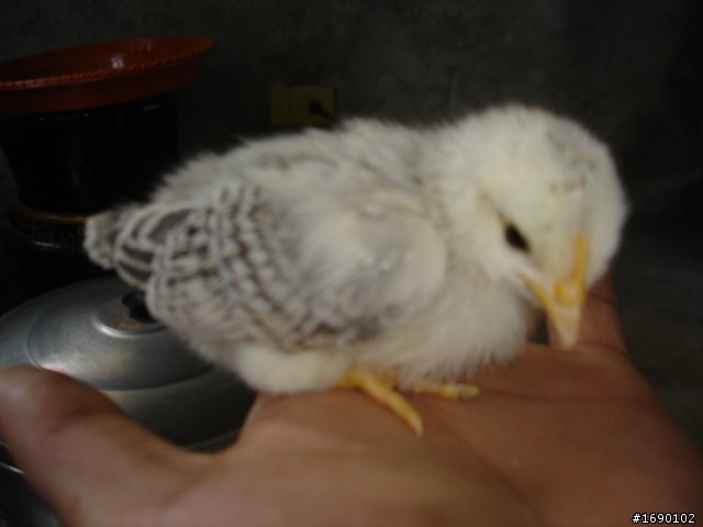 小雞入手飼養..成長 1/26 更新