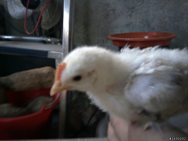 小雞入手飼養..成長 1/26 更新