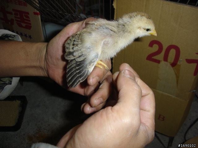 小雞入手飼養..成長 1/26 更新