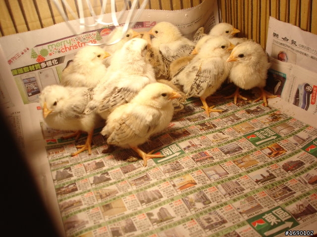 小雞入手飼養..成長 1/26 更新