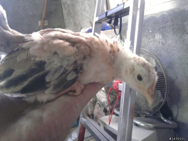小雞入手飼養..成長 1/26 更新