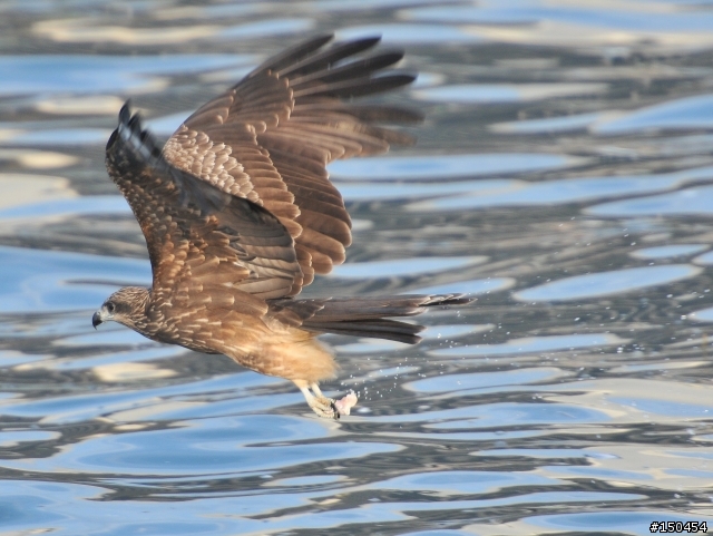 小黑六+AF-S Teleconverter TC-20E III (最新三倍鏡)+D300s 打鳥效果分享