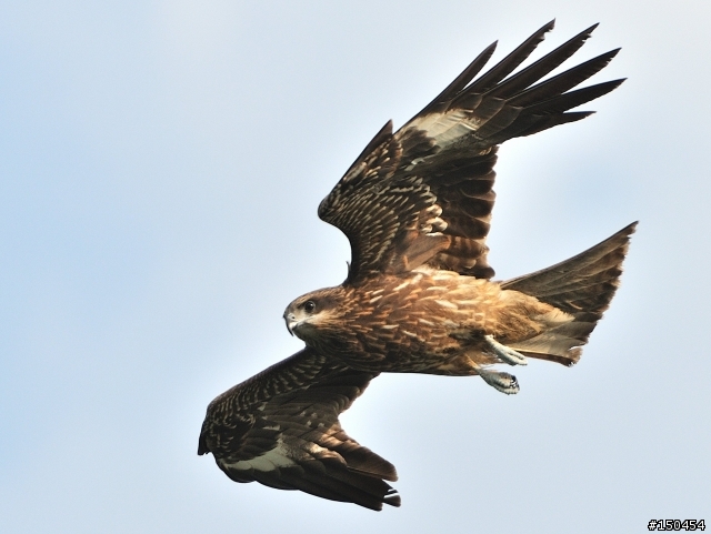 小黑六+AF-S Teleconverter TC-20E III (最新三倍鏡)+D300s 打鳥效果分享