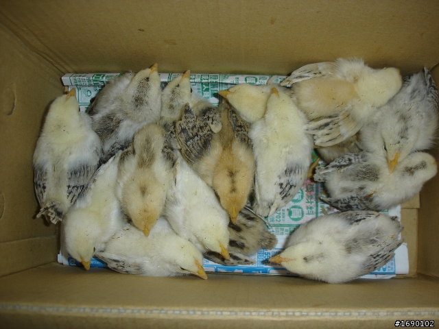 小雞入手飼養..成長 1/26 更新