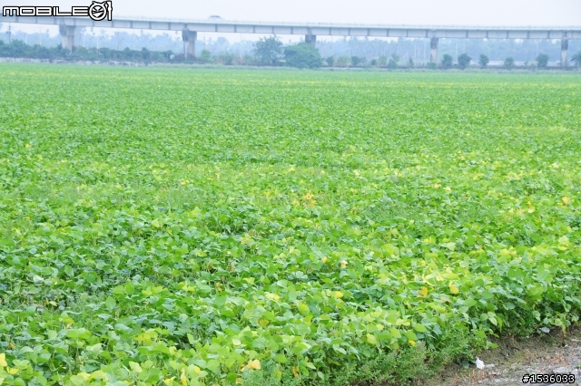 開著Luxgen SUV拾毛豆(並為熱心的農民朋友作播秧機、毛豆採收機開箱文)