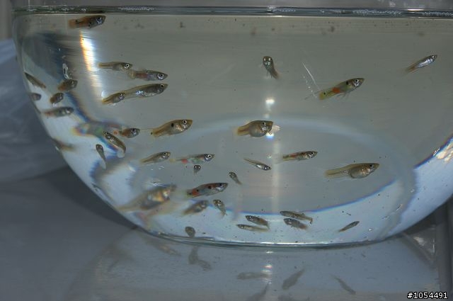鄉下兒時的回憶...大肚魚,不過是在台中市區抓的