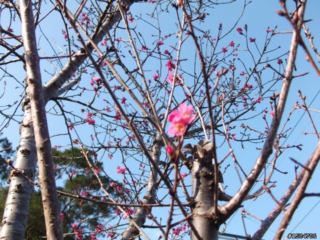 賞楓賞梅-大溪慈湖角板山自行車快樂遊