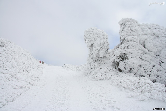 雪花飄飄的冰晶世界‧冬戀合歡