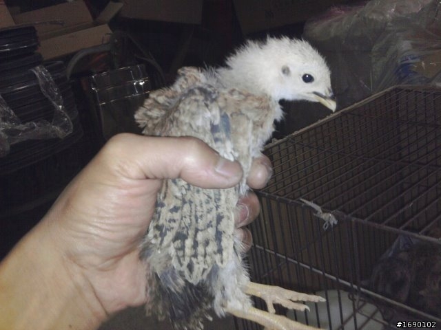 小雞入手飼養..成長 1/26 更新