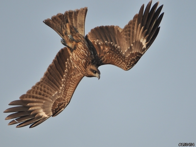 小黑六+AF-S Teleconverter TC-20E III (最新三倍鏡)+D300s 打鳥效果分享