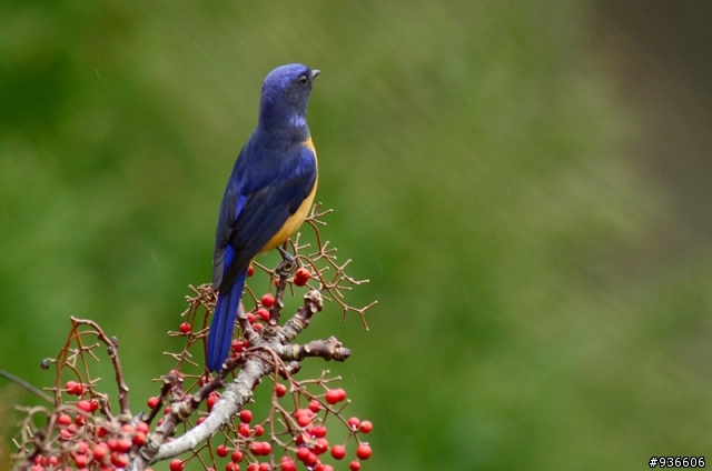 鳥餐廳正熱鬧-D7000打鳥攝、錄影測試