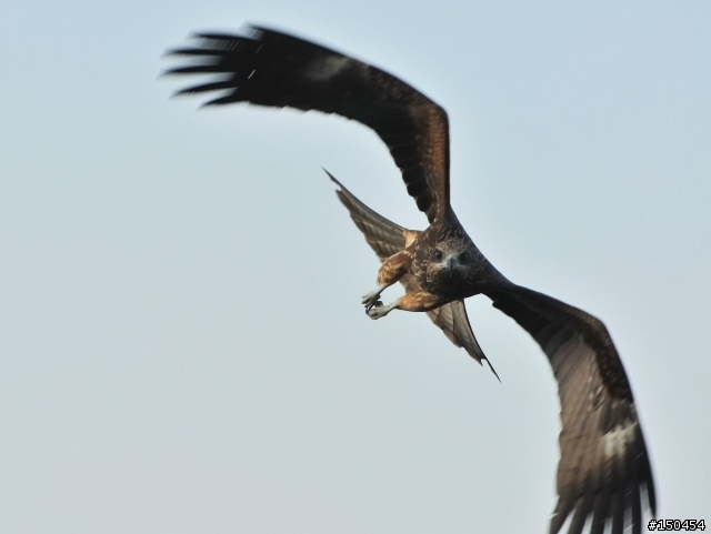 小黑六+AF-S Teleconverter TC-20E III (最新三倍鏡)+D300s 打鳥效果分享