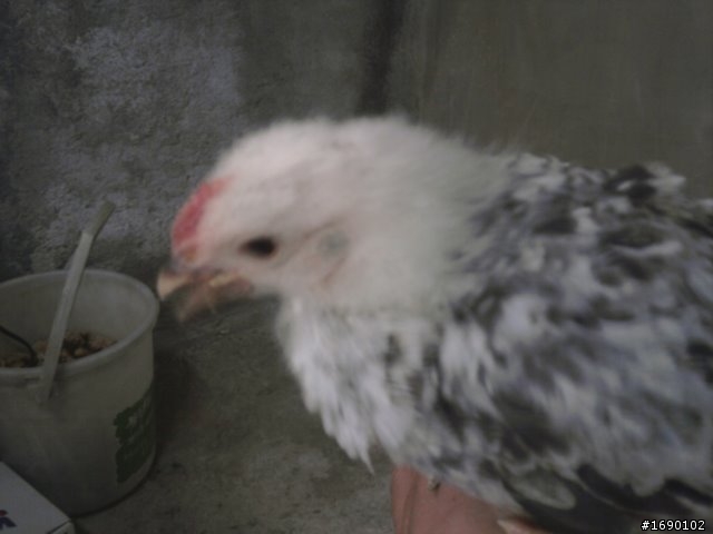 小雞入手飼養..成長 1/26 更新