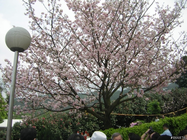 2011 三芝鄉櫻花之旅+石門情人廟求姻緣