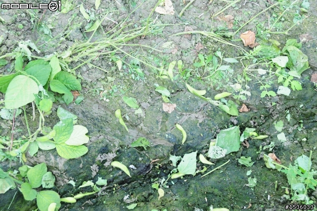 開著Luxgen SUV拾毛豆(並為熱心的農民朋友作播秧機、毛豆採收機開箱文)