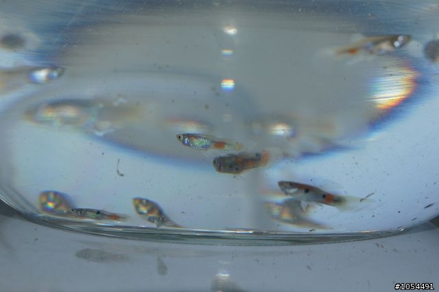 鄉下兒時的回憶...大肚魚,不過是在台中市區抓的