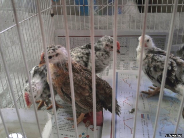 小雞入手飼養..成長 1/26 更新