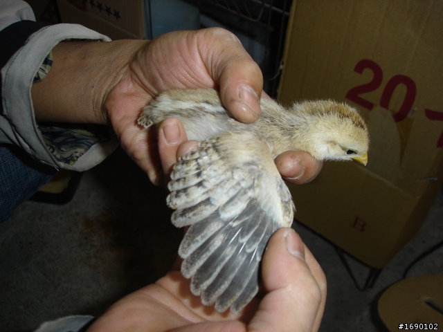 小雞入手飼養..成長 1/26 更新