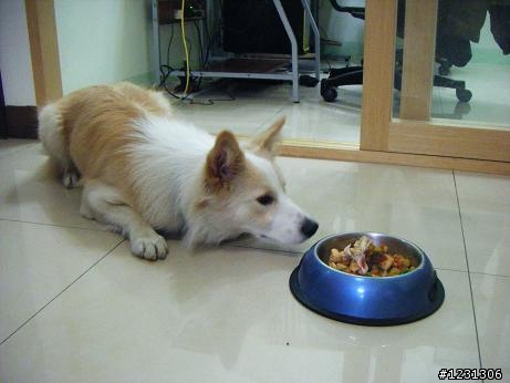 寵物廚房新春開張..第五彈"蔬菜雞丁百匯"+"蔬菜牛肉泥"